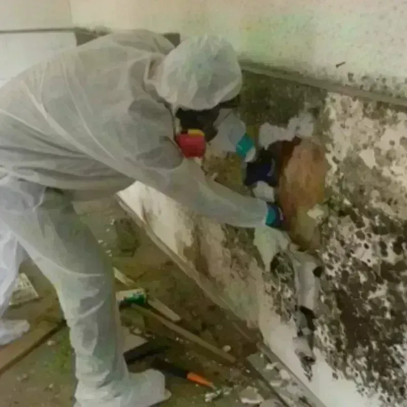 Mold Remediation and Removal in Damascus, MD